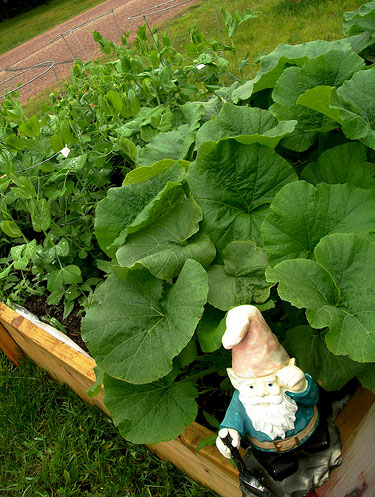 Raised Garden with the Gnome :: Zina at Data Dog